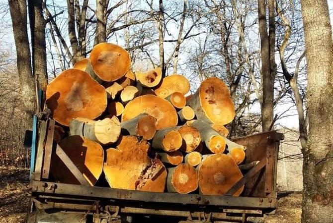Լոռու մարզում ապօրինի անտառահատումներն ավելացել են. մարզի դատախազը դիմել է Ոստիկանություն