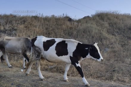 Ուրբաթ օրն ադրբեջանցիները գողացել են Գավրուշի 13 մայր կովերը. Նաիրա Զոհրաբյան