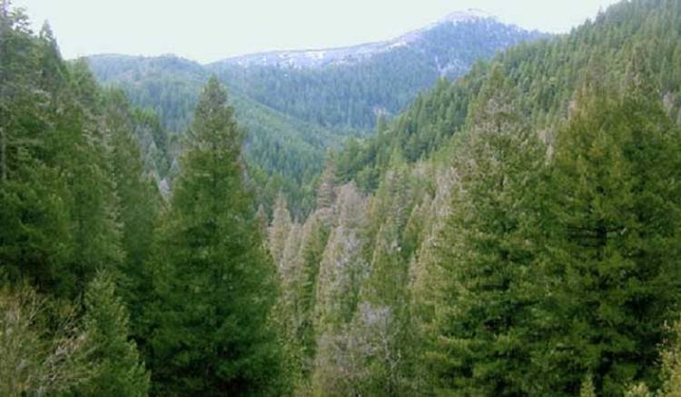 Անտառների պահպանության համար պատասխանատու 18 պաշտոնատար անձի մեղադրանքներ են առաջադրվել