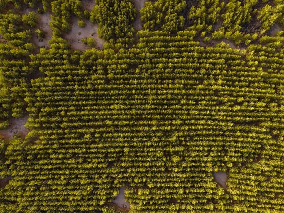 Առաջիկա 8 տարիներին Հայաստանում 18,7 միլիոն ԱՄՆ դոլարի ներդրում կարվի՝ նոր անտառային տարածքներ հիմնելու համար. Ռոմանոս Պետրոսյան