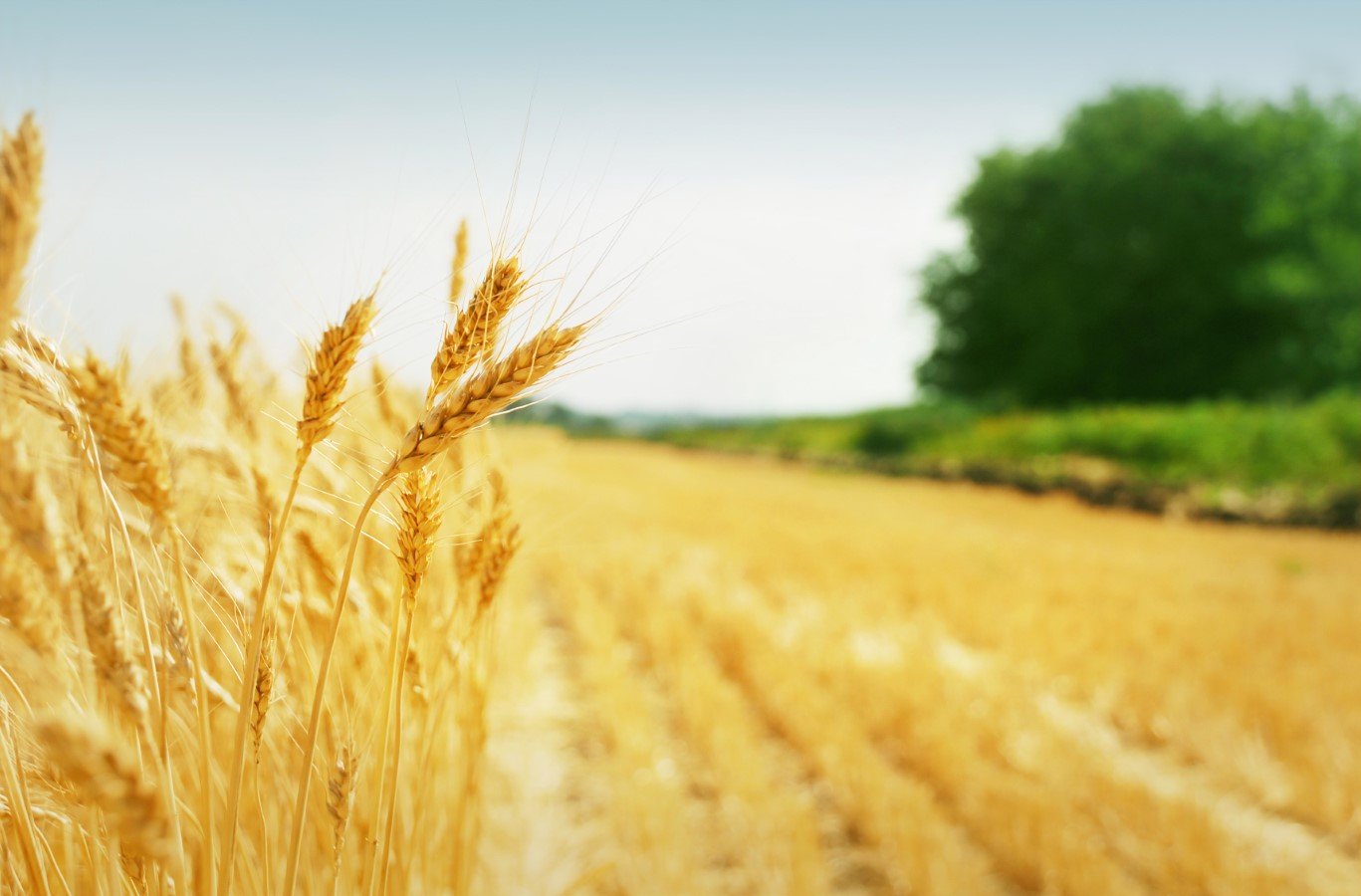 Աշնանացան ցորենի արտադրության խթանման 2021թ. պետական աջակցության ծրագիրը կիրականացվի բոլոր մարզերում