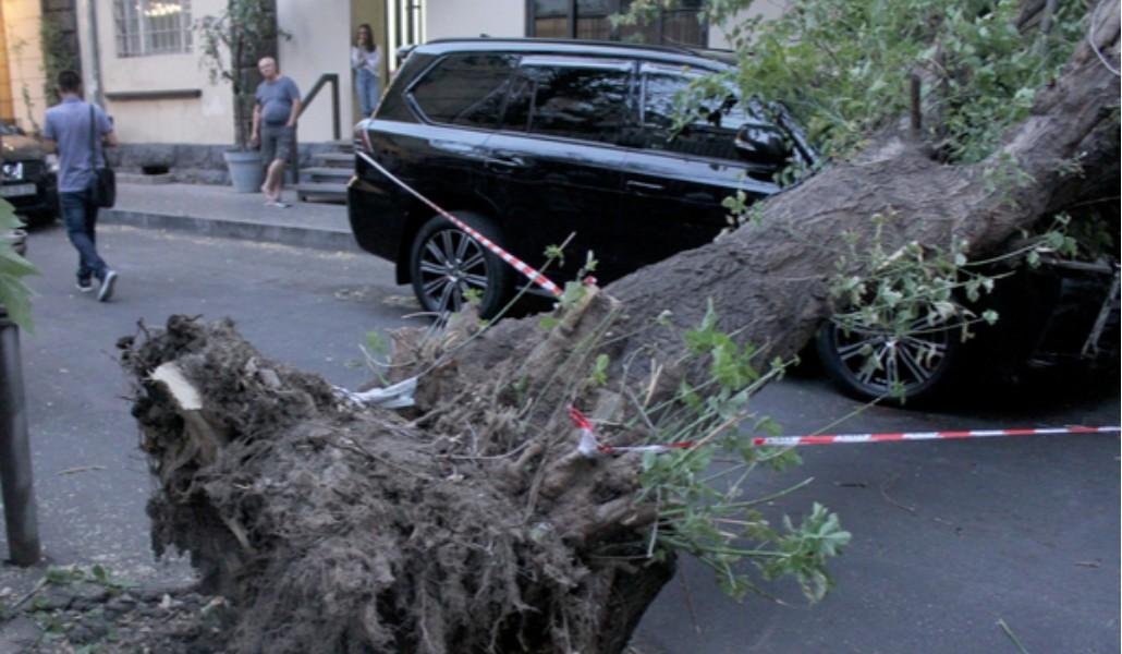Երևանում ծառն ընկել է՝ վնասելով բակում կայանած երկու ավտոմեքենա