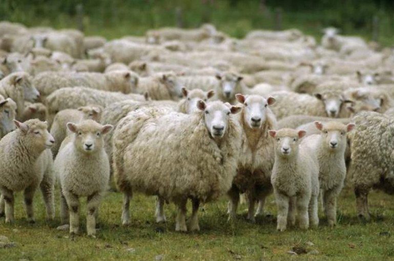 Հակառակորդը հետ է հանձնել Կոռնիձորի բնակչին պատկանող 106 գլուխ ոչխարները