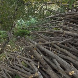 Պետությունը ևս 70 բնակավայրի արտոնություն է տվել անտառից անվճար վառելանյութ տանել