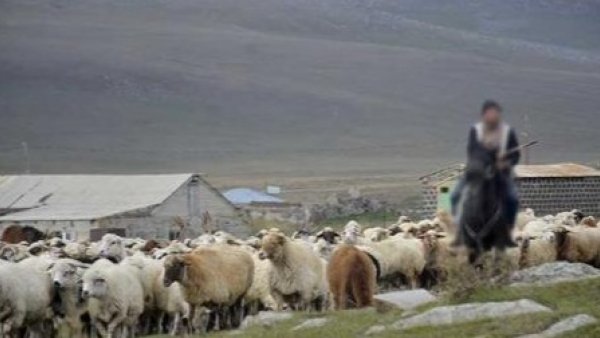 Տեղ համայնքի հովիվն ու նրա 340 ոչխարները հայտնվել են ադրբեջանական կողմում