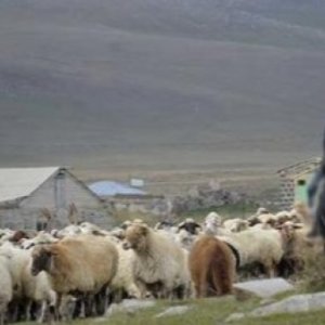 Տեղ համայնքի հովիվն ու նրա 340 ոչխարները հայտնվել են ադրբեջանական կողմում