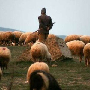 «Ինձ պետք ա, որ իմ ոչխարը հետ տան՝ տունս պահեմ, 3,2 մլն դրամ վարկով եմ առել, վարկն էլ դեռ չեմ փակել»․ Տեղ գյուղի հովիվն ադրբեջանական կողմից հետ է ուզում իր 280 ոչխարներին
