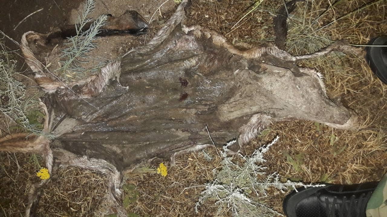 Խոսրովի անտառում հայտնաբերվել են անկած բեզոարյան այծի մնացորդներ. ԲԸՏՄ ահազանգը