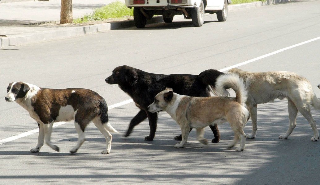 Նախորդ շաբաթ Երևանում թափառող շների կողմից 45 կծման դեպք չի արձանագրվել. թափառող կենդանիների վնասազերծման կենտրոն