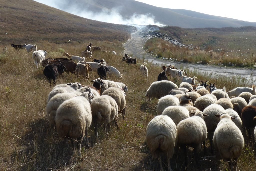 Ադրբեջանի հարձակման արդյունքում Սյունիքի բնակավայրերից մի քանի հազար ոչխարներ, ձիեր են գողացվել, նաև՝ մեքենաներ