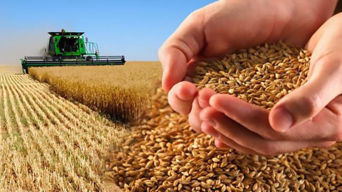 Մինչև 100 հա մակերեսով ցորենի ցանքատարածություններ մշակող գյուղացիական տնտեսություններին մասնակի կփոխհատուցվի աշնանացան ցորենի մշակության ծախսերը