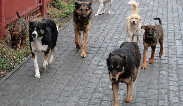 Ոստիկանության Նոր Նորքի բաժինը նախաքննական մարմին է ուղարկել վարչական շրջանում շների թունավորման վերաբերյալ նյութերը