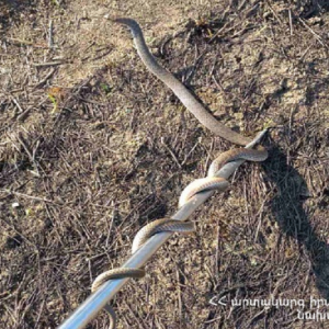 Երևանում և Արզնիում օձեր են հայտնաբերվել