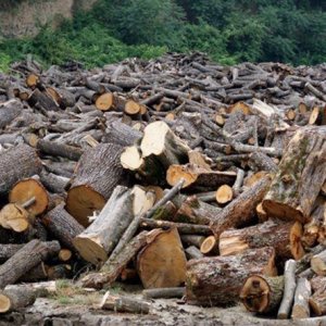 Ապօրինի անտառահատումների արդյունքում պետությանը պատճառվել է 5 մլն դրամի վնաս. դատախազը հայցադիմումով պահանջում է վերականգնել պատճառված վնասը