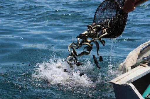 Կառավարությունը մտադիր է հուլիսից ՀՀ տարածքից սիգի ձկնկիթի արտահանման ժամանակավոր արգելք կիրառել․ նախագիծ
