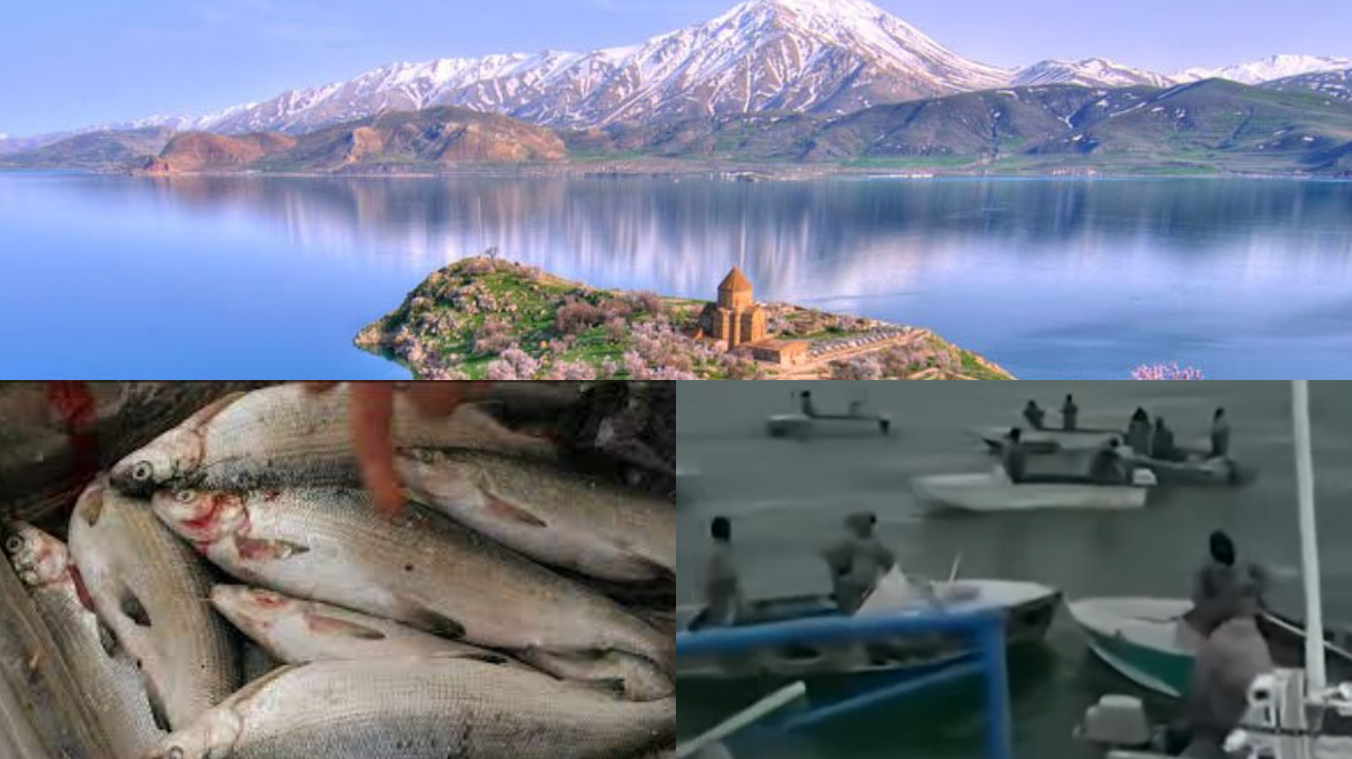 Ձկան ձվադրման շրջանն է, մինչև հունվարի 20-ը խիստ արգելք կա, եթե այսօր իրենք ձուկ են որսում, վաղը իշխանի պես Սևանից կբացակայի սիգը․ «Սևան» ազգային պարկի 10 աշխատակիցներ վնասվածքներ էին ստացել ձկնորսների հարձակումից