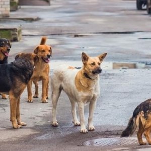 Թափառող շների՝ մարդկանց վրա պարբերաբար հարձակումների առնչությամբ ՄԻՊ-ը նախաձեռնել է ուսումնասիրության ընթացակարգ