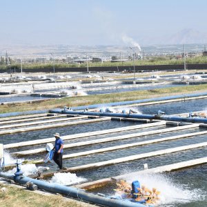 Ձկնաբուծարանների 40 տոկոս ջրախնայողության դեպքում Արարատյան ավազանի ջրի ծավալը ամբողջովին կվերականգնվի. ՇՄՆ ջրային ռեսուրսների կառավարման վարչության պետ