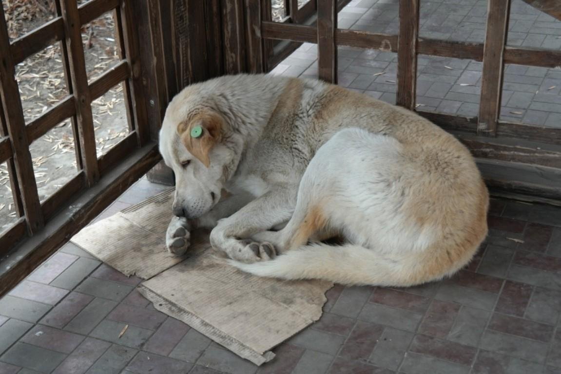Գյումրիում շների ստերջացմամբ զբաղվող ՍՊԸ-ում կատարված դեպքով քրեական վարույթ է նախաձեռնվել. ՍՊԸ-ն մրցույթը հաղթել է անտրամաբանական ցածր գնով