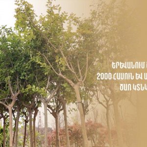 Այս տարի մայրաքաղաքում կտնկվի մոտ 2000 ծառ